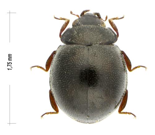Coelopterus salinus